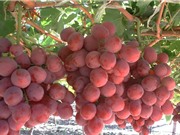 Kỹ thuật trồng nho trên sân thượng cho quả sai trĩu