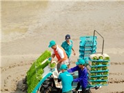 Đồng Tháp đẩy mạnh sản xuất lúa hữu cơ