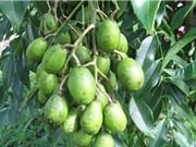 Hướng dẫn trồng và chăm sóc cây cóc Thái cực kỳ đơn giản