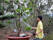 Cách trồng và chăm sóc mai vàng Yên Tử