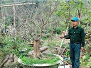 Kỹ thuật giúp mai vàng Yên Tử ra hoa đúng dịp