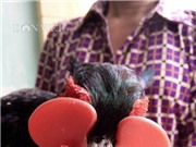Đeo kính cho loài chim "đẻ" lãi như "máy in tiền"