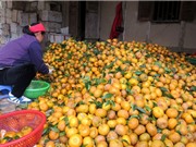 Danh tiếng của quýt Bắc Kạn