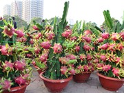 Hướng dẫn trồng cây thanh long trong chậu cho quả sai, vị ngọt