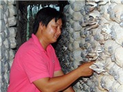 Khởi nghiệp với mô hình trồng nấm bào ngư sạch