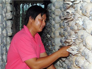 Khởi nghiệp với mô hình trồng nấm bào ngư sạch