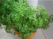 Quy trình trồng và chăm sóc đinh lăng làm thuốc quý