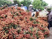 Công đoạn chăm sóc lúc ra hoa tạo quả vải thiều Thanh Hà