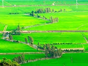 Gạo nàng Nhen thơm Bảy Núi thơm ngon nhờ địa hình đặc biệt