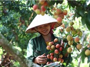 Công đoạn chăm sóc cây vải thiều Thanh Hà