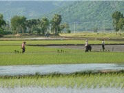 Lịch sử hình thành “gạo nàng Nhen thơm Bảy Núi”