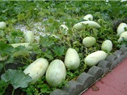 Kỹ thuật trồng và chăm sóc dưa gang trên sân thượng