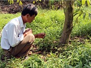 Kỹ thuật khống chế bệnh trên cây mãng cầu xiêm