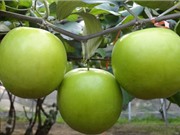Hướng dẫn trồng và chăm sóc táo ta cho quả sai trĩu