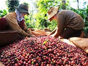 Ảnh hưởng của yếu tố con người đến chất lượng cà phê Buôn Ma Thuột