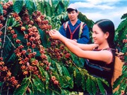 Ảnh hưởng của yếu tố tự nhiên đến chất lượng cà phê Buôn Ma Thuột 