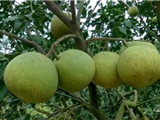 Hướng dẫn trồng bưởi trong chậu cảnh cho quả sai, mọng nước