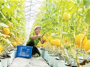 Đồng bằng sông Cửu Long hướng đến nền nông nghiệp hữu cơ