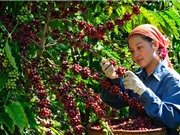 Quá trình hình thành và phát triển cà phê Buôn Ma Thuột 