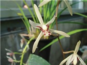 Những loài hoa lan làm thuốc
