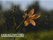 Đừng nghĩ dược liệu chỉ để sản xuất thuốc