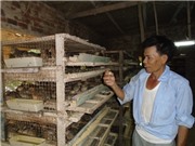 Chỉ với 300m2, lão nông nuôi chim cút lãi ròng 1 triệu đồng/ngày