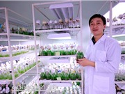 Thảo dược chữa bệnh cho chó hiệu quả như kháng sinh