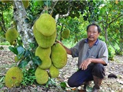 Lão nông trồng mít Thái lá bàng thu tiền tỷ mỗi năm