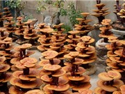 Một số nghiên cứu về dược liệu ở Việt Nam