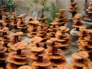 Một số nghiên cứu về dược liệu ở Việt Nam