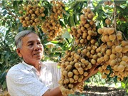 Lão nông Vĩnh Long trồng nhãn “kháng lệnh trời”, thu 2 tỷ đồng/năm