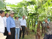 Ở nơi cây chuối phá tan sự hoài nghi, mở ra hướng làm ăn mới
