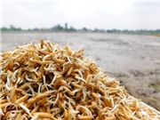 Giống khỏe khởi đầu vụ mùa bội thu