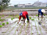 Điều gì đã làm nên sản phẩm gạo Tám xoan Hải Hậu thượng hạng