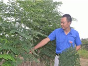 Gia Lai: Bỏ việc ngân hàng, về nuôi… trùn quế