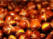 Hạt dẻ Trùng Khánh thơm ngon nhờ khí hậu đặc biệt