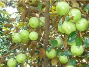 Quy trình trồng và chăm sóc vú sữa trong chậu cho quả sai trĩu