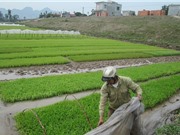 Công đoạn chuẩn bị mạ gạo Tám xoan Hải Hậu
