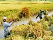 Những yếu tố nên danh tiếng cho gạo Một bụi đỏ Hồng Dân