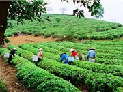 Chè Tân Cương nổi tiếng cỡ nào?