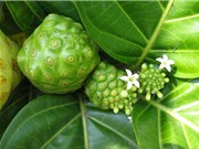 Bí quyết làm rượu quả nhàu tốt cho sức khỏe 