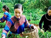 Điều gì làm nên chè Tân Cương thơm ngon hảo hạng?