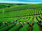Kỹ thuật hái chè Tân Cương