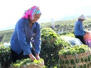 Kỹ thuật bảo quản nguyên liệu và diệt men chè Tân Cương