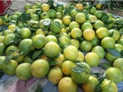 Danh tiếng của cam Vinh