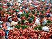 Vải thiều Lục Ngạn nổi tiếng cỡ nào?