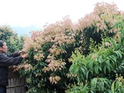 Những yếu tố giúp vải thiều Lục Ngạn thơm ngon nổi tiếng