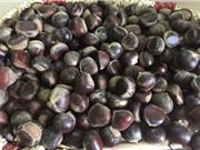 Bảo quản hạt dẻ Trùng Khánh như thế nào?
