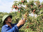 Công đoạn chăm sóc vườn vải thiều Lục Ngạn ở giai đoạn kinh doanh
