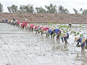 Công đoạn chọn giống và gieo sạ lúa Một bụi đỏ Hồng Dân